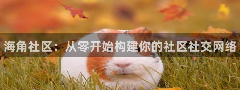 怎么改成海角社区：海角社区：从零开始构建你的社区社交网络